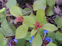 Ceratostigma - Plumbaginoides (en Corse) (04) (Photo F. Mrugala)